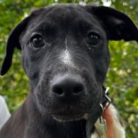 LUMIERE, chienne à adopter