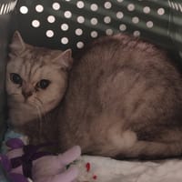 RUSSULE, chatte à adopter