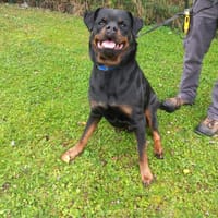 Panthère, chien à adopter