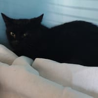 MINOUCHA, chatte à adopter