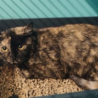 SHANICE, chatte à adopter