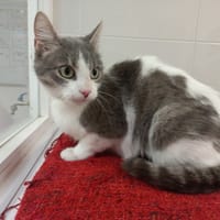 Myrtille, chatte à adopter