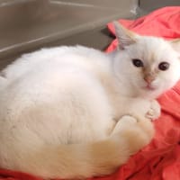TATA, chatte à adopter