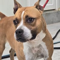 POLKA, chienne à adopter
