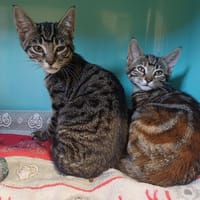 KALI          CTTE, chat à adopter