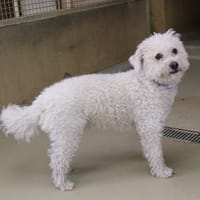 FLASH, chien à adopter