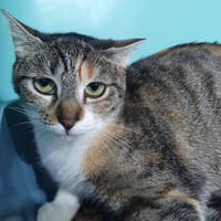 VINNY CHA, chatte à adopter