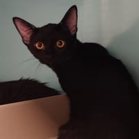 BOUBA, chatte à adopter