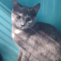 KYLIE, chatte à adopter
