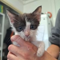 KUMQUAT, chat à adopter