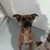 Capucine, chienne à adopter