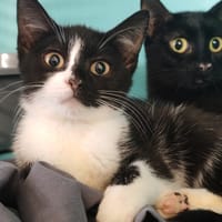 MCRIAH, chat à adopter