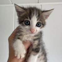 Amodip, chat à adopter