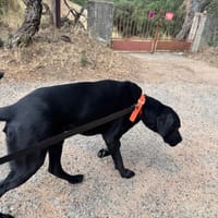 VOLT, chien à adopter
