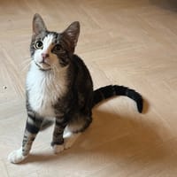 DENISE, chat à adopter