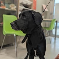 Stella, chienne à adopter