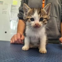 LITCHI, chat à adopter