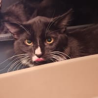 FIFI, chat à adopter