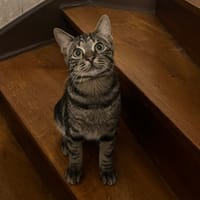 JOSEPH, chat à adopter