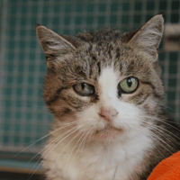 HYGIE, chatte à adopter