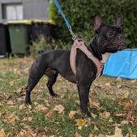 Soyka, chienne à adopter