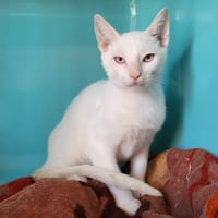 PATIBULAR, chat à adopter