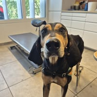 Nathan, chien à adopter