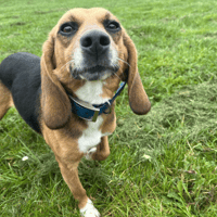 VOLVIC, chienne à adopter