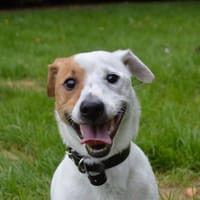 ROBY CHAO, chien à adopter