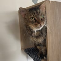 RUFUS, chat à adopter