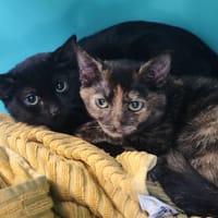 FRIPONS, chat à adopter