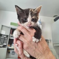 MIRABELLE, chatte à adopter