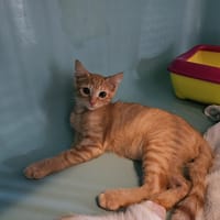 EDDIE, chat à adopter