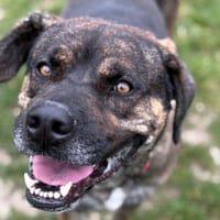 TYSON, chien à adopter