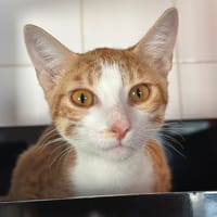 RAPETOUT, chat à adopter