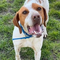 CHARLOT, chien à adopter