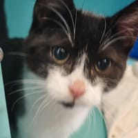 REEVES, chat à adopter