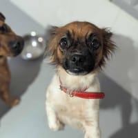 Lila, chienne à adopter