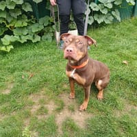 PAA23052 ARMENIE, chienne à adopter