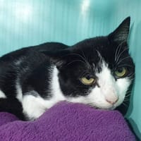 VLADIMIR CHA, chat à adopter