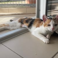 POTION, chatte à adopter