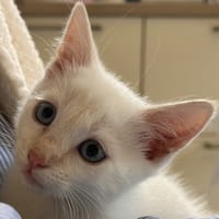 CASPER, chat à adopter