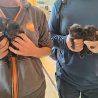 PANTHERE, chatte à adopter