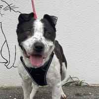 TITANE VAA, chien à adopter