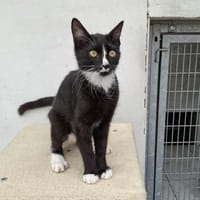koda, chat à adopter