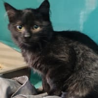 NOBEL, chat à adopter