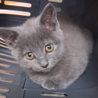 JUSTIN, chat à adopter