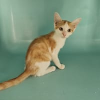 EVA, chatte à adopter