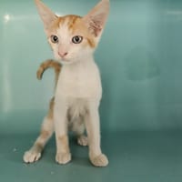 ENRIQUE, chat à adopter