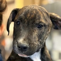 BUD, chien à adopter